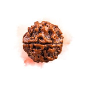 2 Mukhi Rudraksha