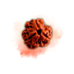 3 Mukhi Rudraksha