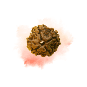 4 Mukhi Rudraksha