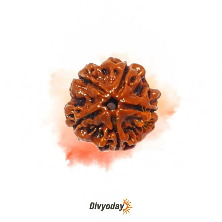 5 Mukhi Rudraksha – Experience Health, Wealth, and Spiritual Growth