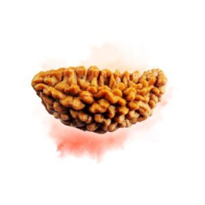 1 Mukhi Rudraksha