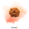 12 Mukhi Rudraksha