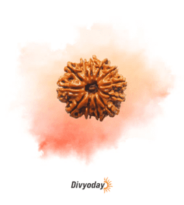 12 Mukhi Rudraksha