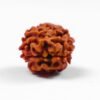 2 mukhi rudraksha oval shape