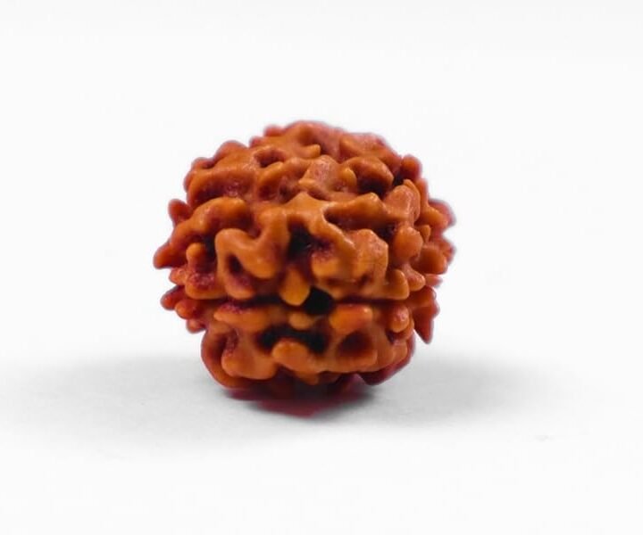 2 mukhi rudraksha oval shape