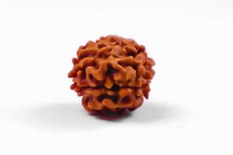 2 mukhi rudraksha oval shape