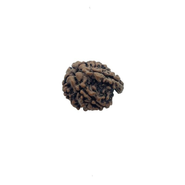 Ganesh Mukhi Rudraksha