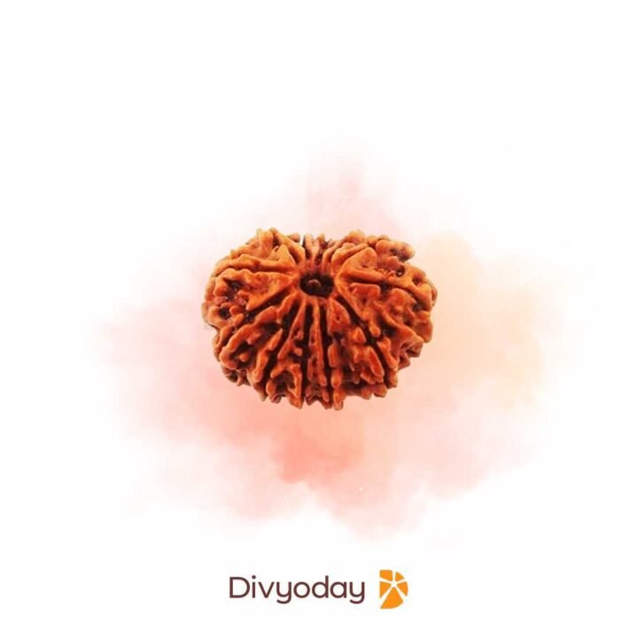 divyoday 13 mukhi rudraksha