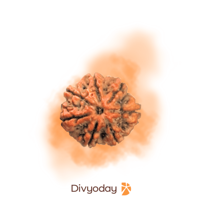 7 Mukhi Rudraksha bead, large size, authentic and original from Nepal